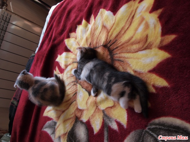 Дети нашего кота