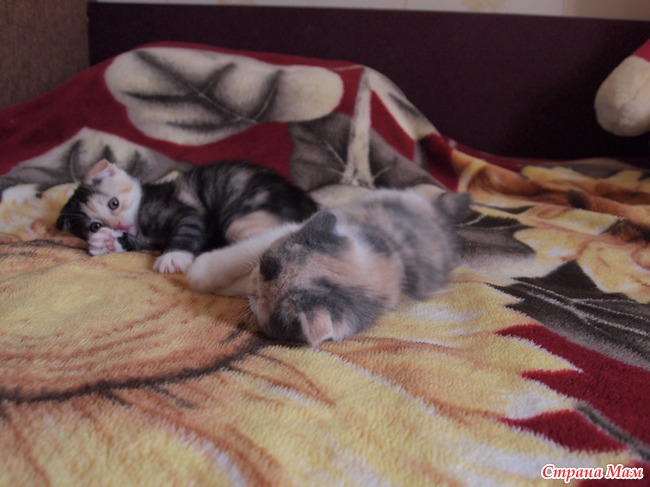 Дети нашего кота