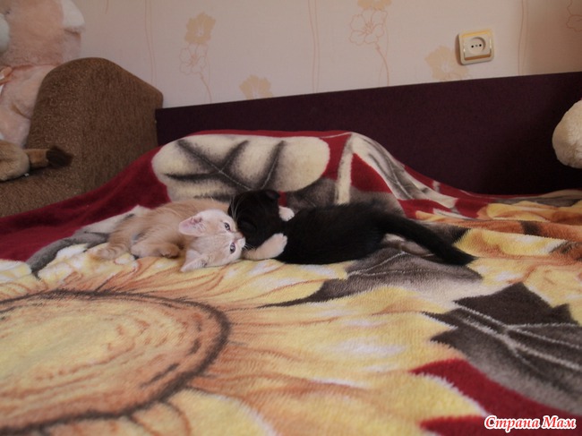 Дети нашего кота