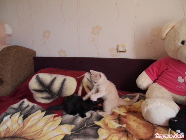 Дети нашего кота