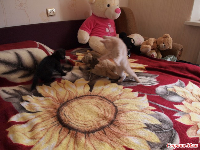 Дети нашего кота