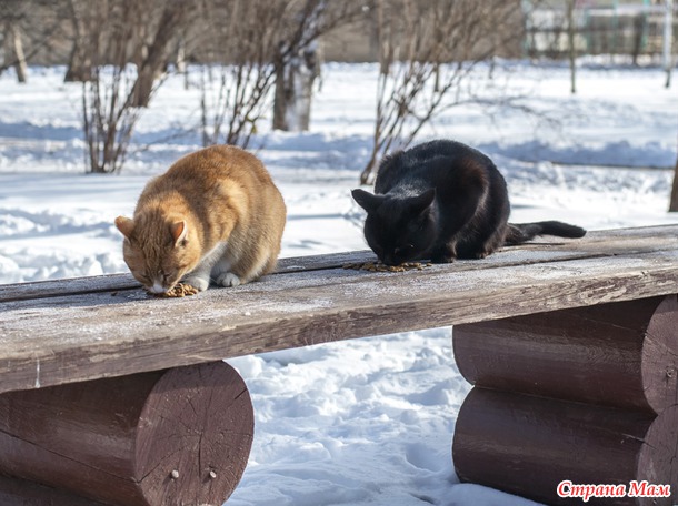 Парковые кошечки