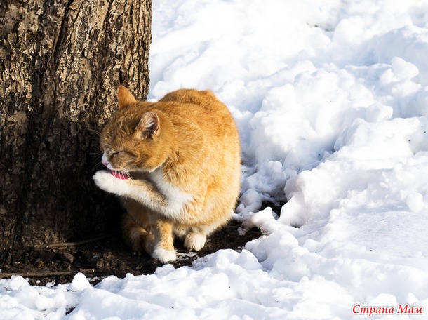 Парковые кошечки