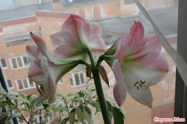 Гиппеаструм Sweet Pink