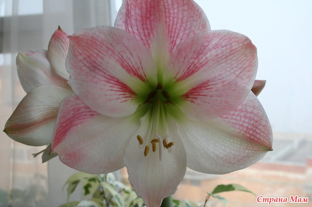 Гиппеаструм Sweet Pink