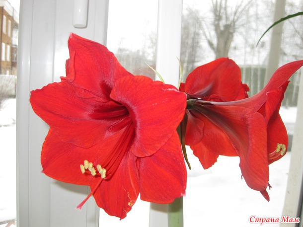 ��� ���������