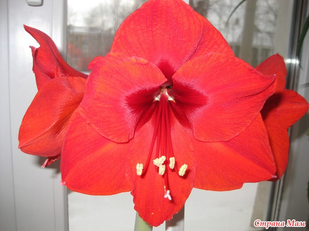 ��� ���������