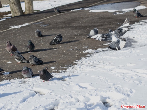 Городские птицы