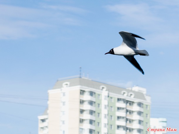 Городские птицы