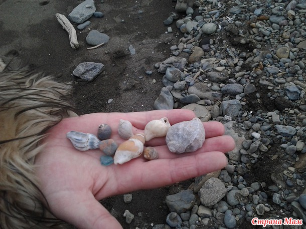 Охотское море (залив Терпения).