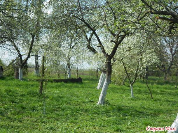 Садок вишневий коло хати...