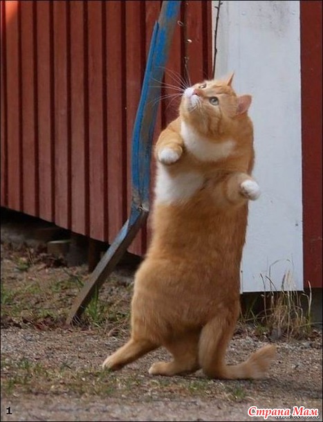 ЧТО ТАНЦУЮТ КОТЫ? СМОТРИМ:)