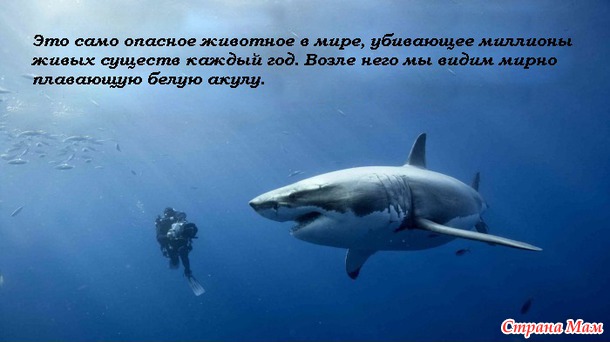 Человек и акула.