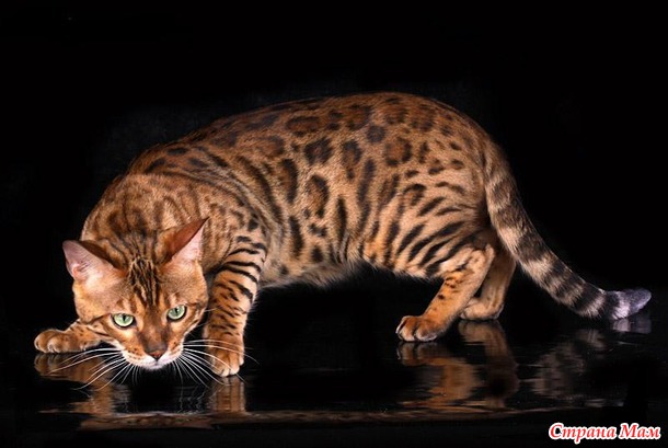 Бенгальский кот: экзотично и дорого (пост с котобенгалофото)
