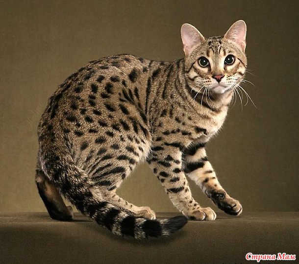 Бенгальский кот: экзотично и дорого (пост с котобенгалофото)