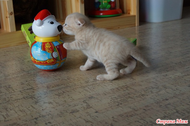 Вот и фотографии Счастливчика!!! По вашей просьбе)))