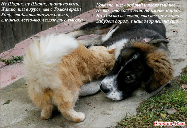 Чуть-чуть позитива для тех, кто любит кошек.
