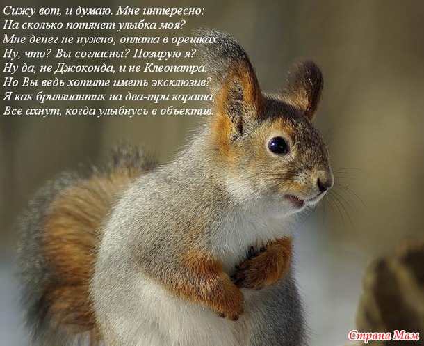 Чуть-чуть позитива для тех, кто любит кошек.
