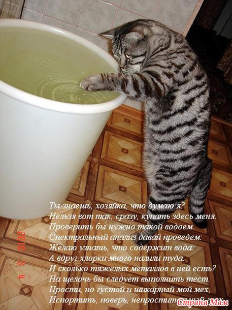 Чуть-чуть позитива для тех, кто любит кошек.