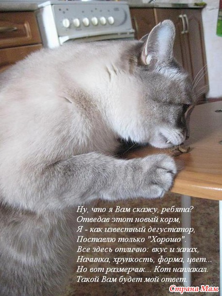 Чуть-чуть позитива для тех, кто любит кошек.