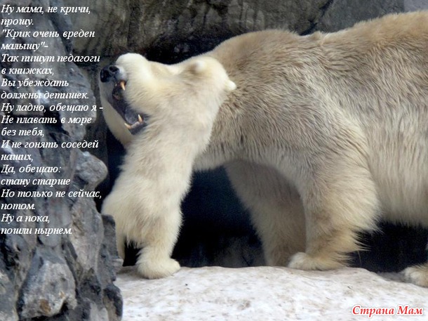 Чуть-чуть позитива для тех, кто любит кошек.