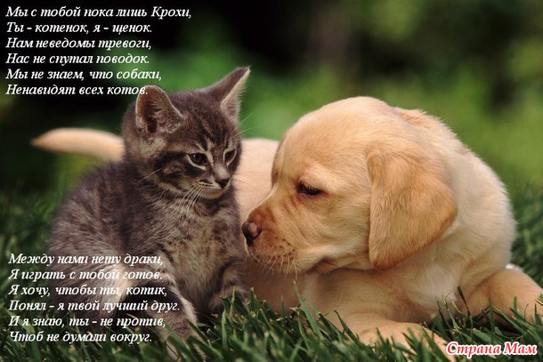Чуть-чуть позитива для тех, кто любит кошек.