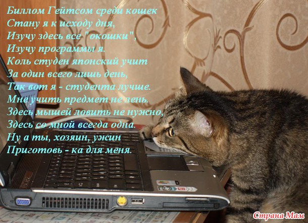 Чуть-чуть позитива для тех, кто любит кошек.