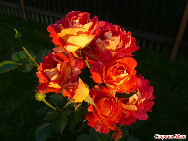 Мои любимые цветы.