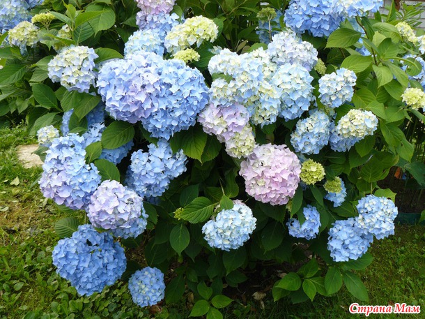 Мои любимые цветы.