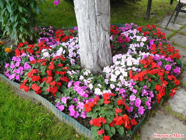 Мои любимые цветы.