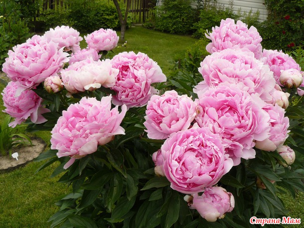 Мои любимые цветы.