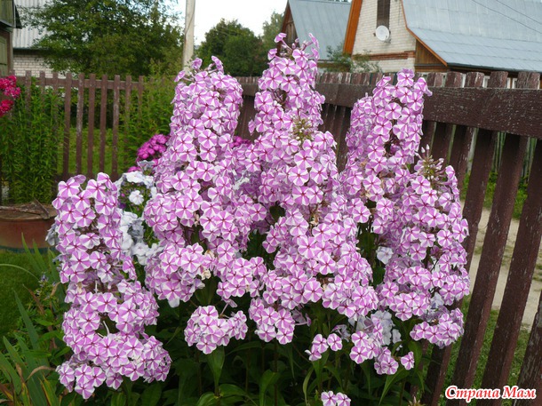 Мои любимые цветы.