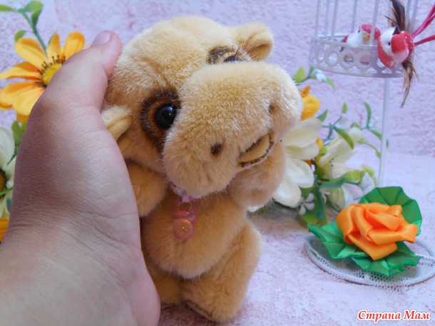 Лолли