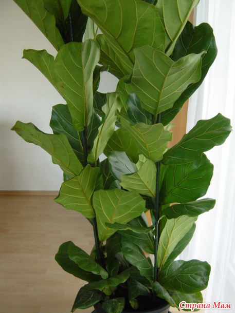 Фикус Lyrata.