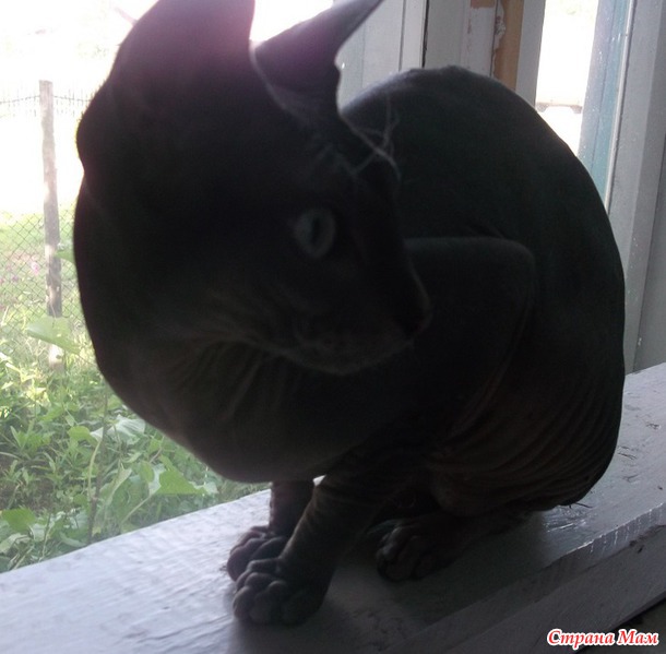 Наша лысая кошка и ее приключения в нашей деревне)