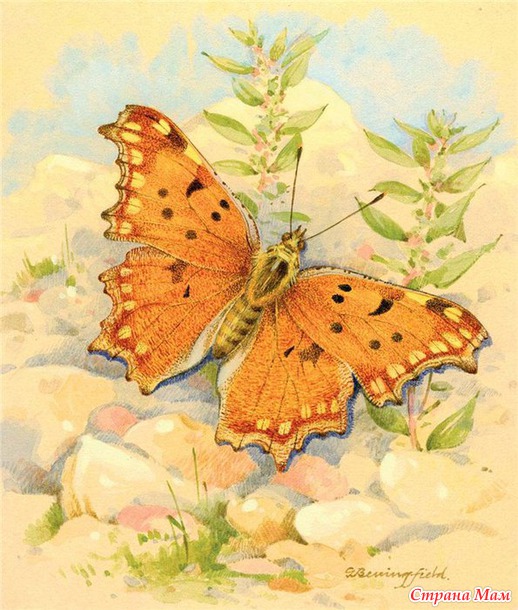 Бабочки - красавицы.