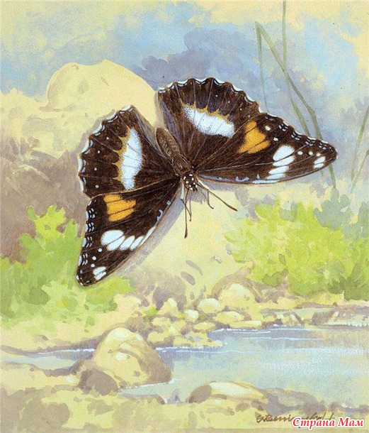 Бабочки - красавицы.
