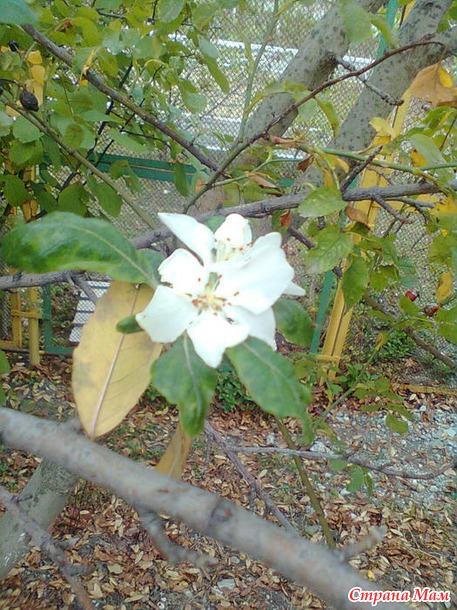 "Бородища"))