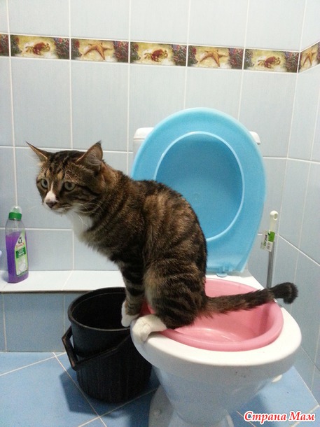 Как приучить кота к унитазу. Добавила фото кота