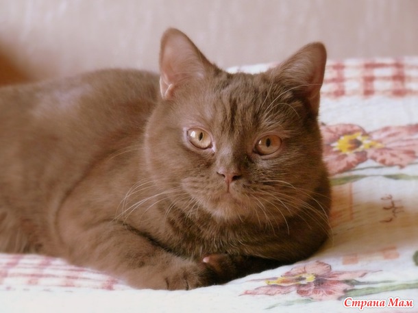 Шаня или чашка кофе с корицей хмурым февральским утром :)