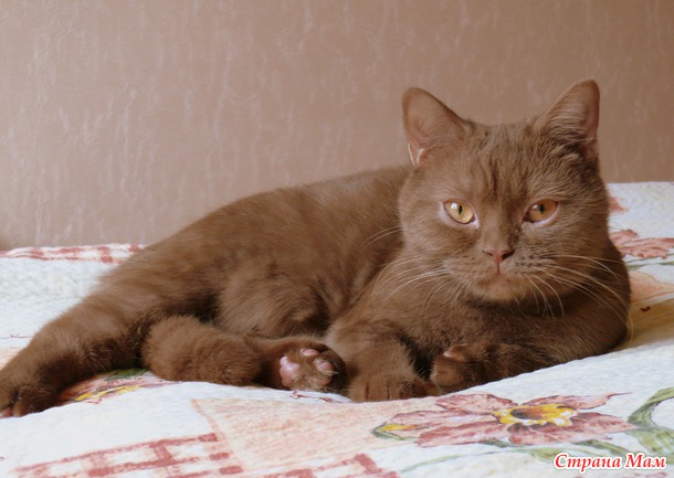 Шаня или чашка кофе с корицей хмурым февральским утром :)