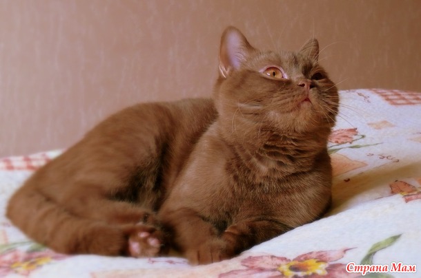 Шаня или чашка кофе с корицей хмурым февральским утром :)