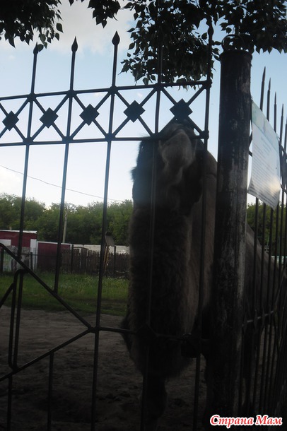 Барнаульский зоопарк