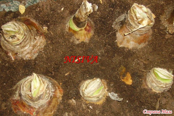 Проснулись!!!