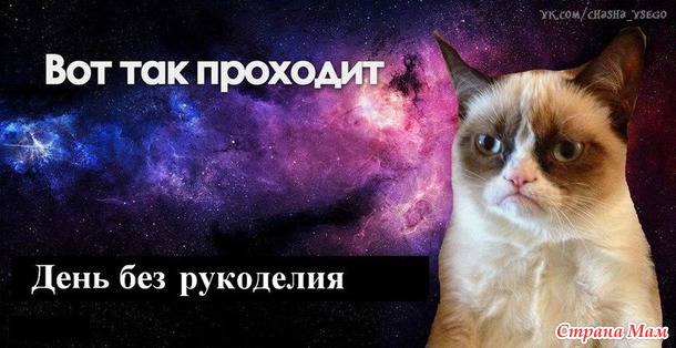 Хмурый котик