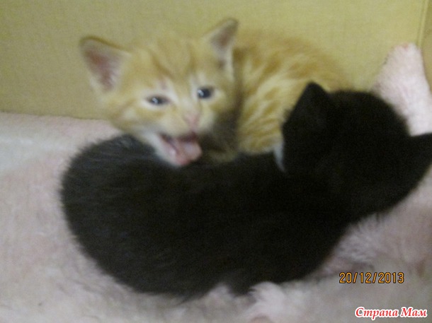 Нашим котикам скоро 2 месяца.