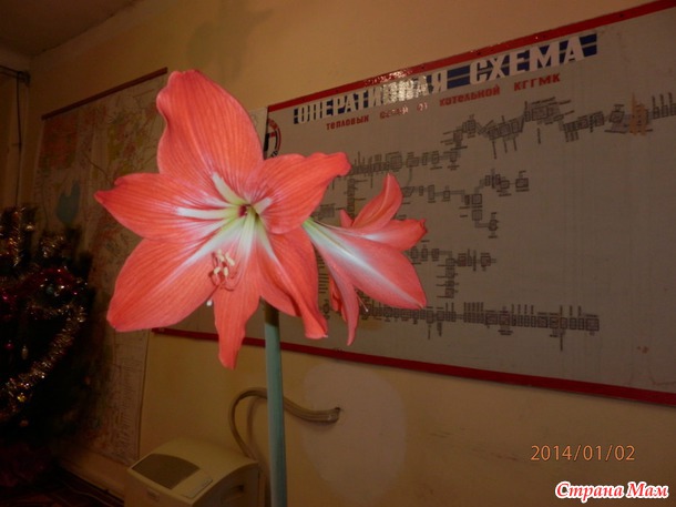 Тортики пошли в ход, встречайте.