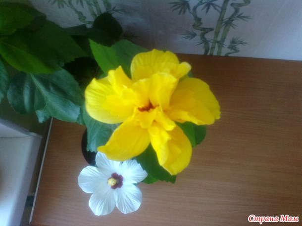 Гибискус белый зацвел. Делюсь радостью!