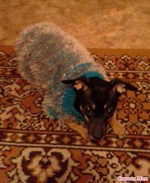 Кофточка для Жульки.