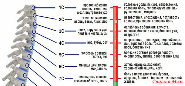 Комплекс лечебной гимнастики : остеохондроз шейного отдела